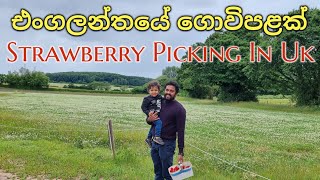 ааа аааёа аааа аааа аааа Strawberry Picking  Essington Farm Visit Uk  Sinhala Vlog  Lankans In Uk