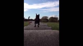 Patterdale Hay Jumping