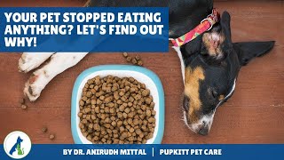 Your dog is not eating anything? Let's find out why | Loss of appetite in Dogs | Pupkitt Pet Care