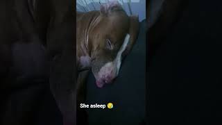 Pitbull Favorite Sleeping Position