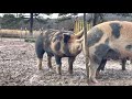 3 Berkshire and Berkshire/Duroc cross boars trying to breed a gilt pig