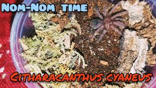 Citharacanthus Cyaneus Sling Feeding Time