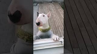 Bull Terrier Mas Hermosa Del Mundo