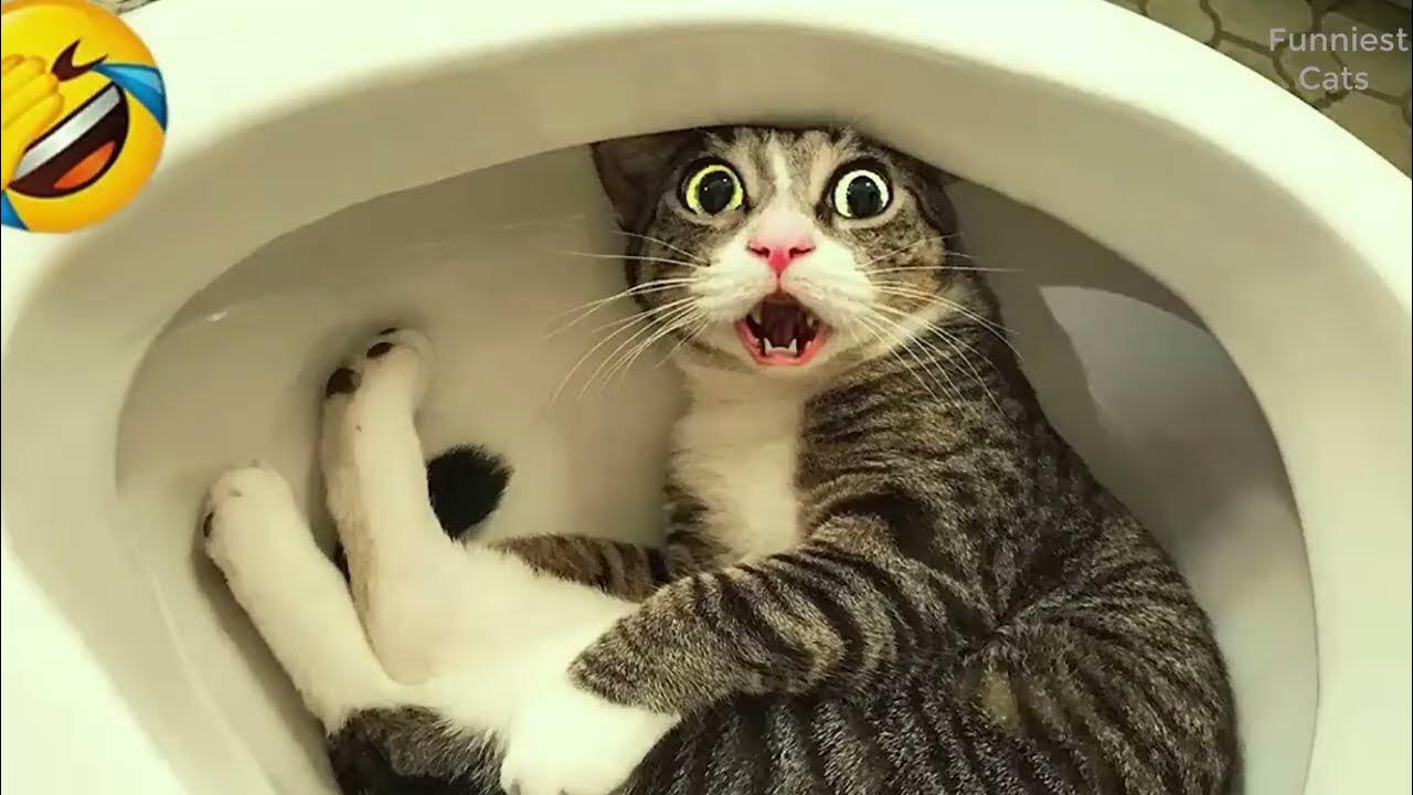Смешные фотки про котов