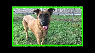 | Dog Rescue StoriesAbandoned In Favor Of A New Dog, Zuzu Will Soon Get The ‘Wonderful Life’ She ...