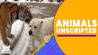 Animals Unscripted