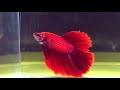 fish