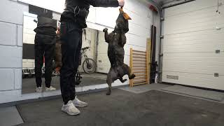 Staffordshire Bull Terrier - Little Spring Pole Time