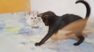 sauP0JW1krM Video Image