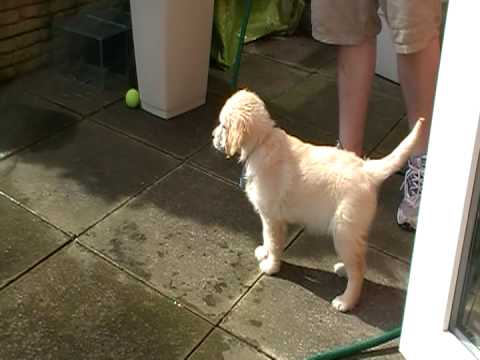 golden retriever puppy running. Water Baby - Golden Retriever