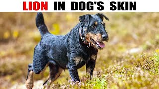 The Jagdterrier Is A Little Hunter With The Heart Of A Lion