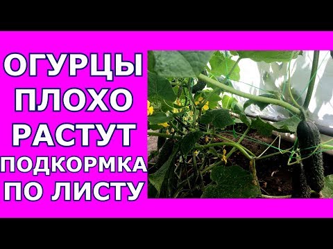 Чем подкормить огурцы если они плохо растут Чем подкормить огурцы если они плохо растут