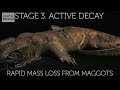 decompose