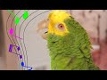 My Amazon Parrot SINGS 🎼 "Somewhere Over The Rainbow"