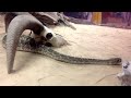 Rattlesnakes at Bass Pro Shop.  Grapevine Texas