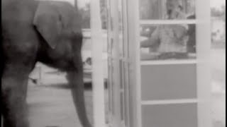 Candid Camera Classic: Fun with Animals