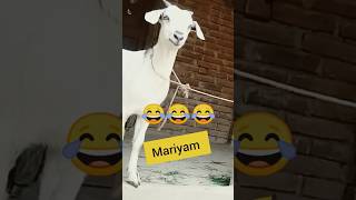 Bakri Said Maryam Funny