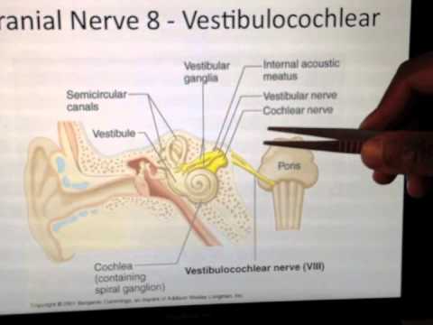 Cranial Nerves (8 of 12): Vestibulocochlear Nerve -- Head and Neck