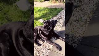 Uruk-Hound Sarumans New Recruit