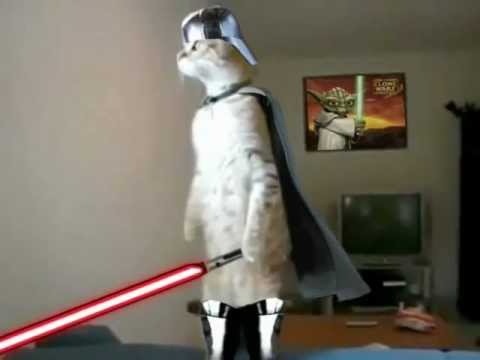 Standing Cat (Darth Vader) - YouTube