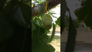 Ovules Dun Ginkgo Biloba
