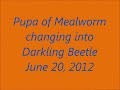 Mealworm Pupa changing to Beetle
