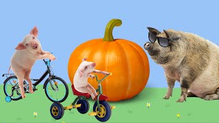 Real Life Peppa Pig Parody Episode