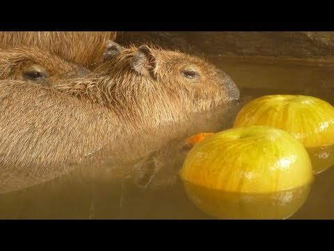 カピバラ ザボン湯を満喫 （capybara's citron spa）