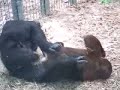 Zoo Porn