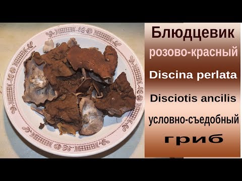 Как сделать на даче грибницу Как сделать на даче грибницу