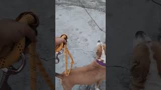 Annie The Pitbull