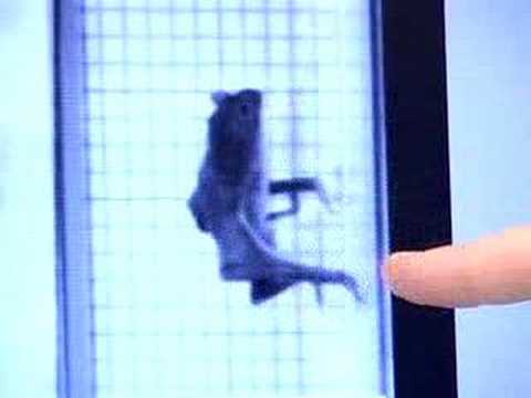 Bats on the Run: ScienCentral
