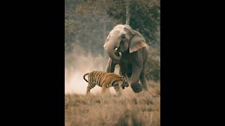 Tiger Challenges Elephant Who Will Win?