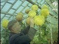 Chrysanthemum Grower 1958 Chrysanthemum Grower 1958