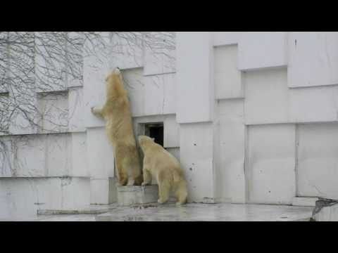 えっ！？食べちゃうの？（円山動物園 ホッキョクグマ）