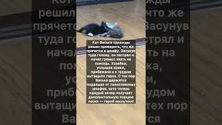 Шкафный Побег Васьки Маленький Герой В Беде