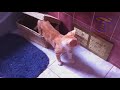 BEST HIGHLIGHTS of CATS, you will LAUGH FOR HOURS! - Funny CAT VIDEOS