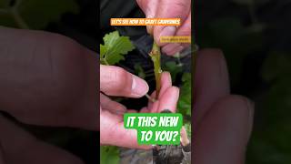 How Top Graft Gvines