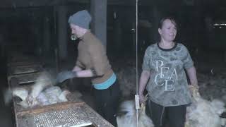 The Beauties Work On Chicken Slaughtering Equipment Billions Of Broiler Chicks Are Produced This Way