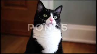 Baby Einstein Cat Music Video