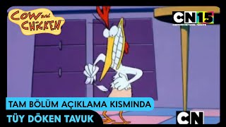 İnek Ve Tavuk Tüy Döken Tavuk Kısa Sahneler