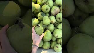 Our Pear Storage Process