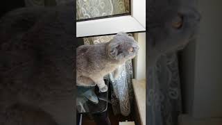 Sinek Avcısı Kedi Sinek Oyunu Kedi Oyunu