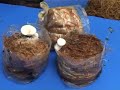 mushroom cultivation