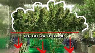 How To Lollipop Your Plant For Bigger Yields - Grow Bigger Weed