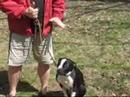 Dog Training - The Secret To Loose Leash Walking