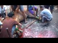 image Merobohkan Sapi Besar Mpg
