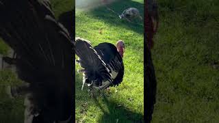 Turkey Tom Gobbler Jake Jenny Hen