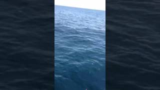 Mesin Pecah Dara.trip Belasah Je.4217