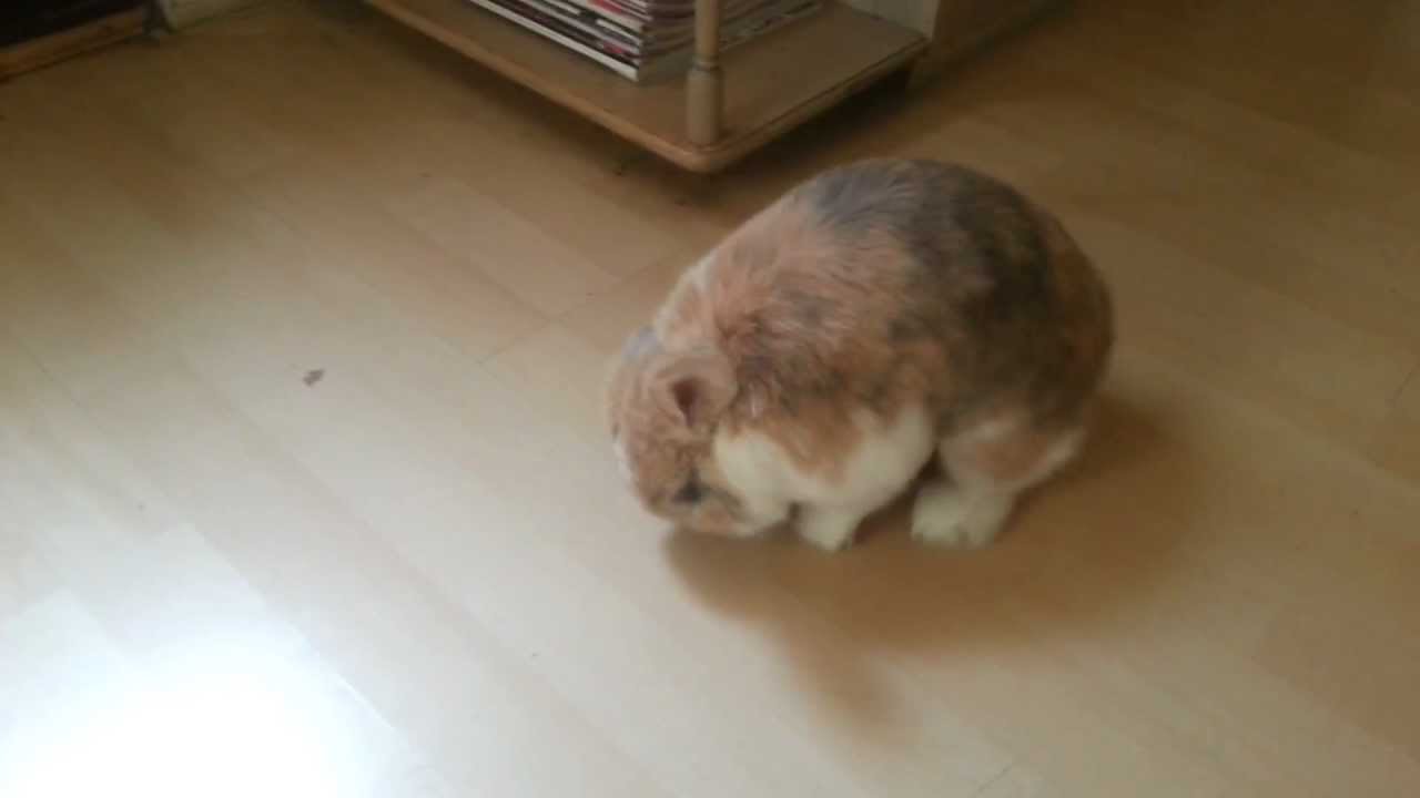Funny Rabbit Orgasm! - YouTube